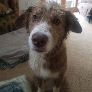 Meet your Posher, Shelley